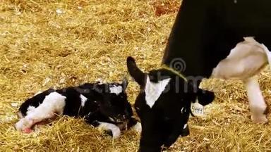 新生儿小牛和奶牛.. 荷斯坦的妈妈鼓励新宝宝站起来，但妈妈耐心地躺下